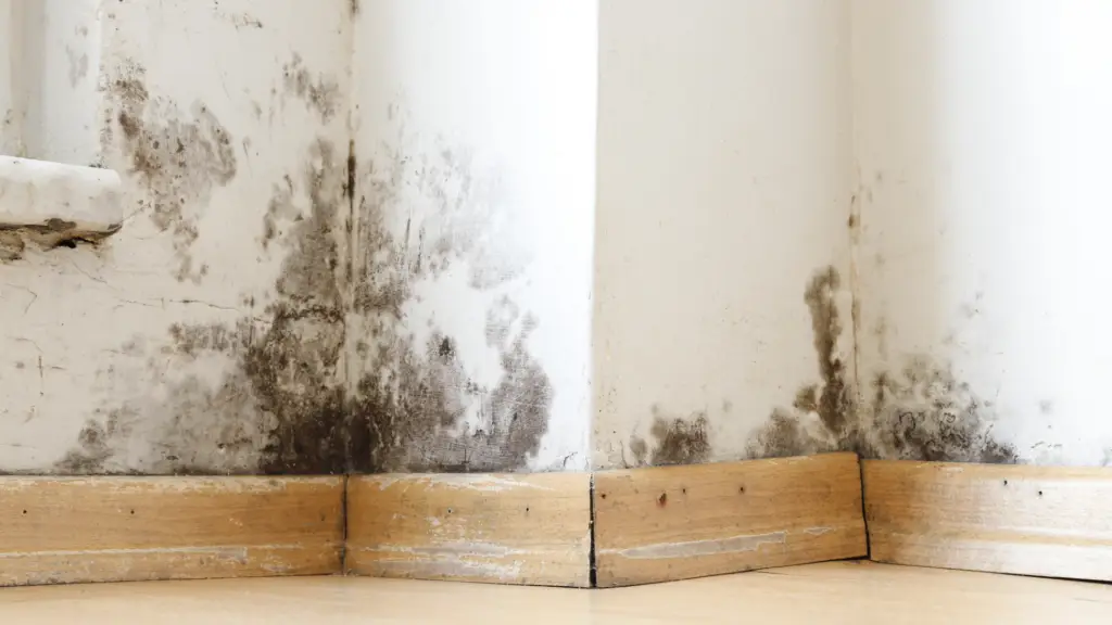 Mouldy wall